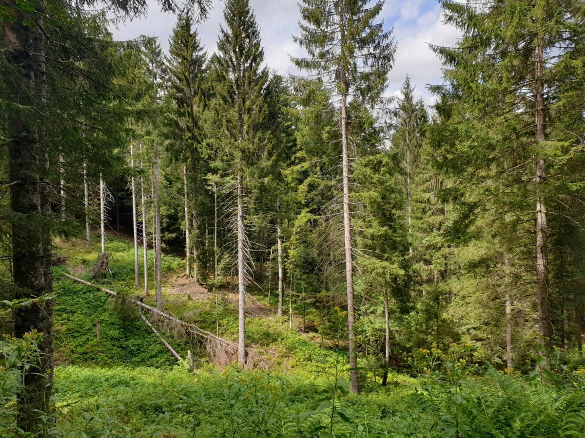 Gemuetliche Ferienwohnung Evieline In Todtmoos Exteriér fotografie